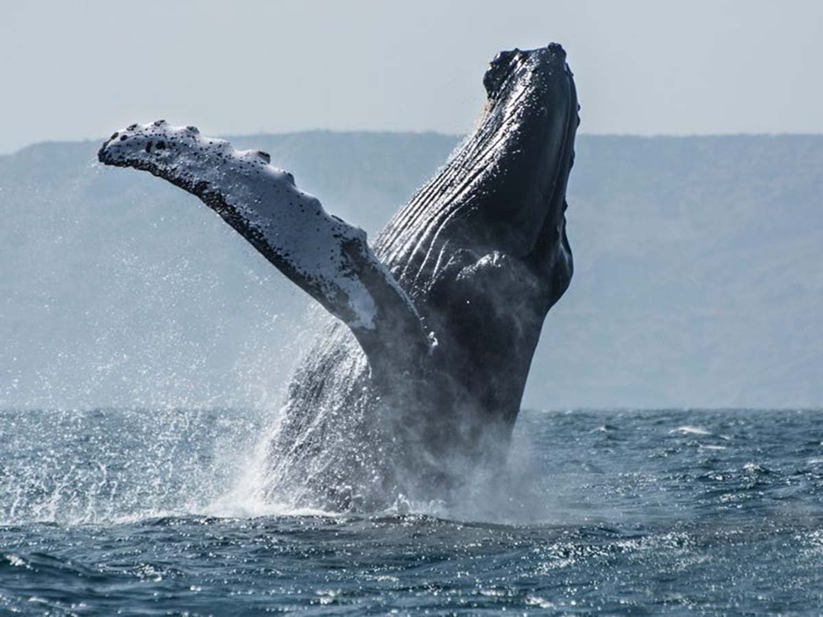 whale watching5 whale