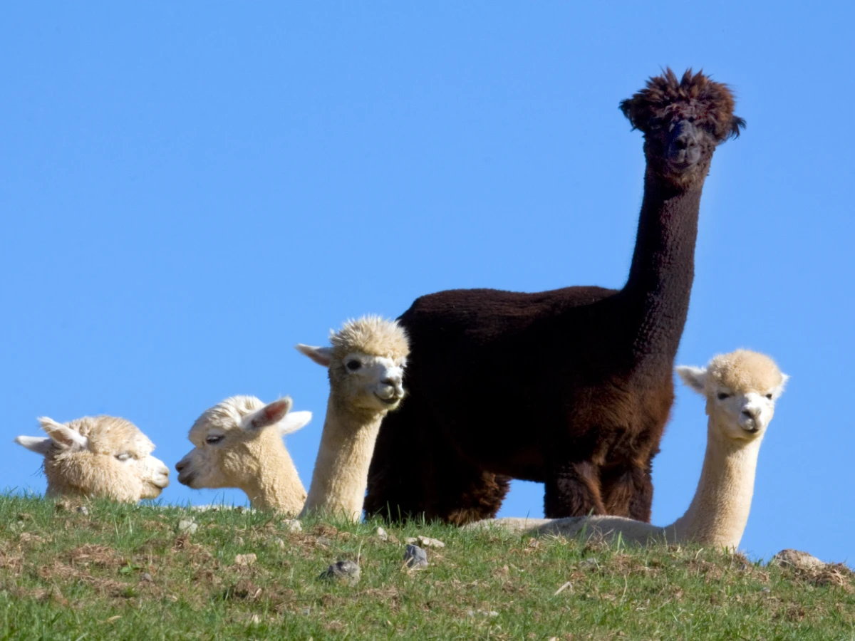 7.EXPERIENCES_Gravity 2 alpacas-cusco-BarbaraEckstein