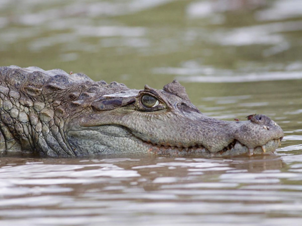 Black_Caiman_pantiacolla