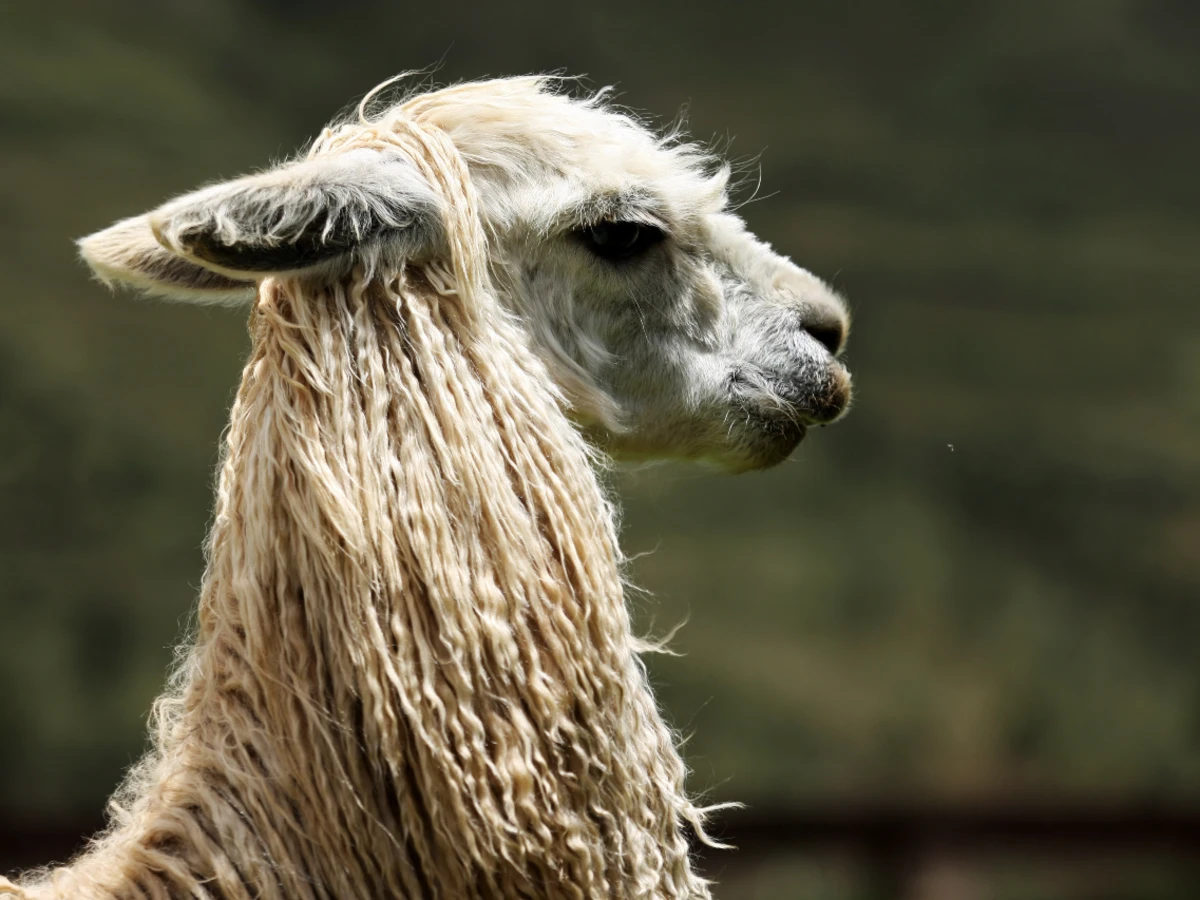 Sustainability and Luxury in Peru sustainability and luxury