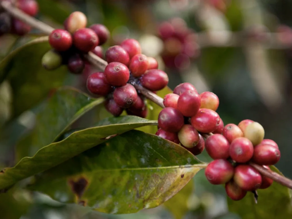 coffee