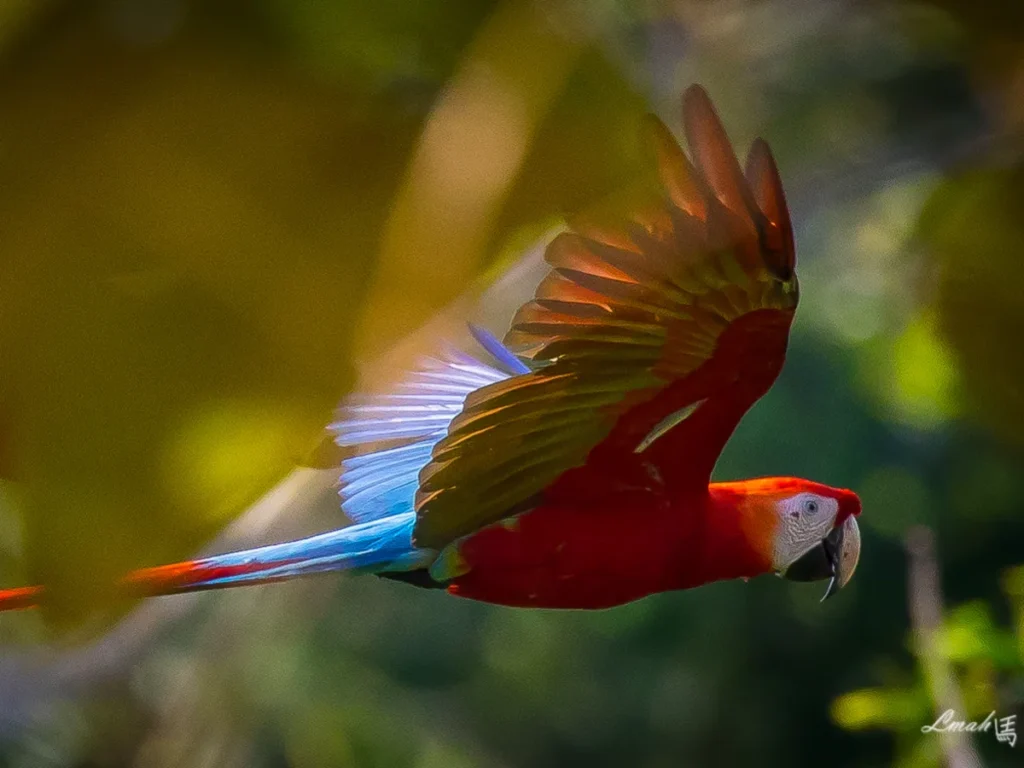 amazon Scarlet Macaws - Larry K. Mah