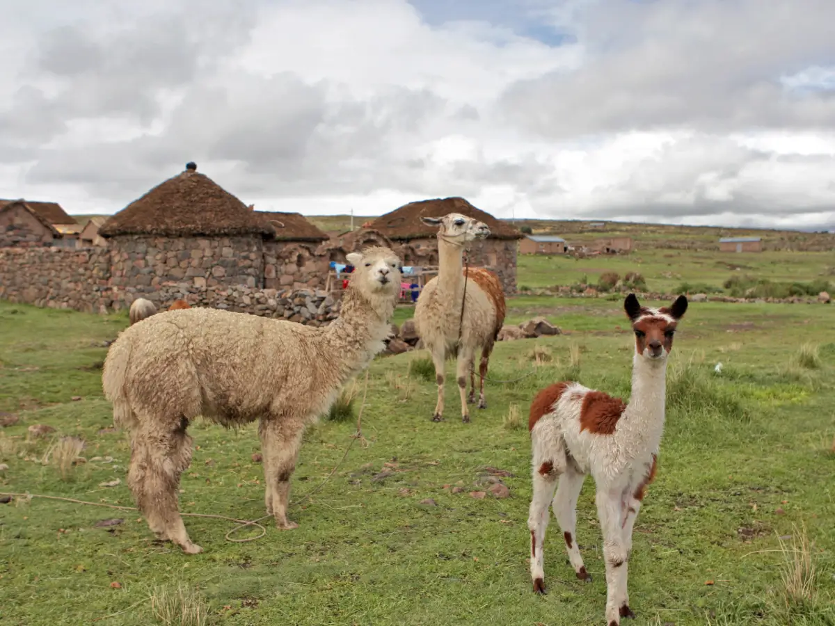 Atuncolla Pongobamba