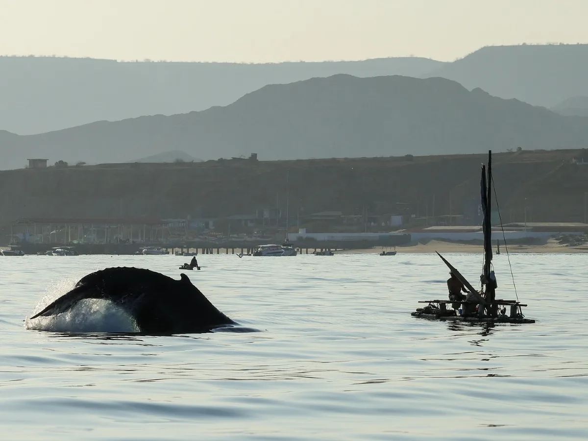 vichayito3 whale watching